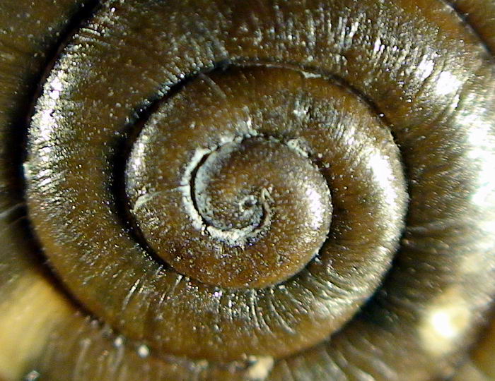 Chilostoma (Campylaea) planospira var. Neapolitana,Paulucci